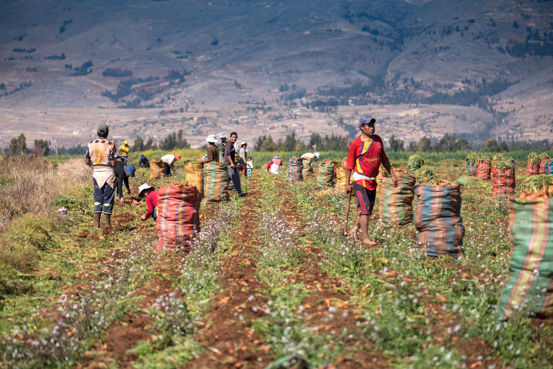Men group in a farm circa 2017, in Huancayo, Peru.