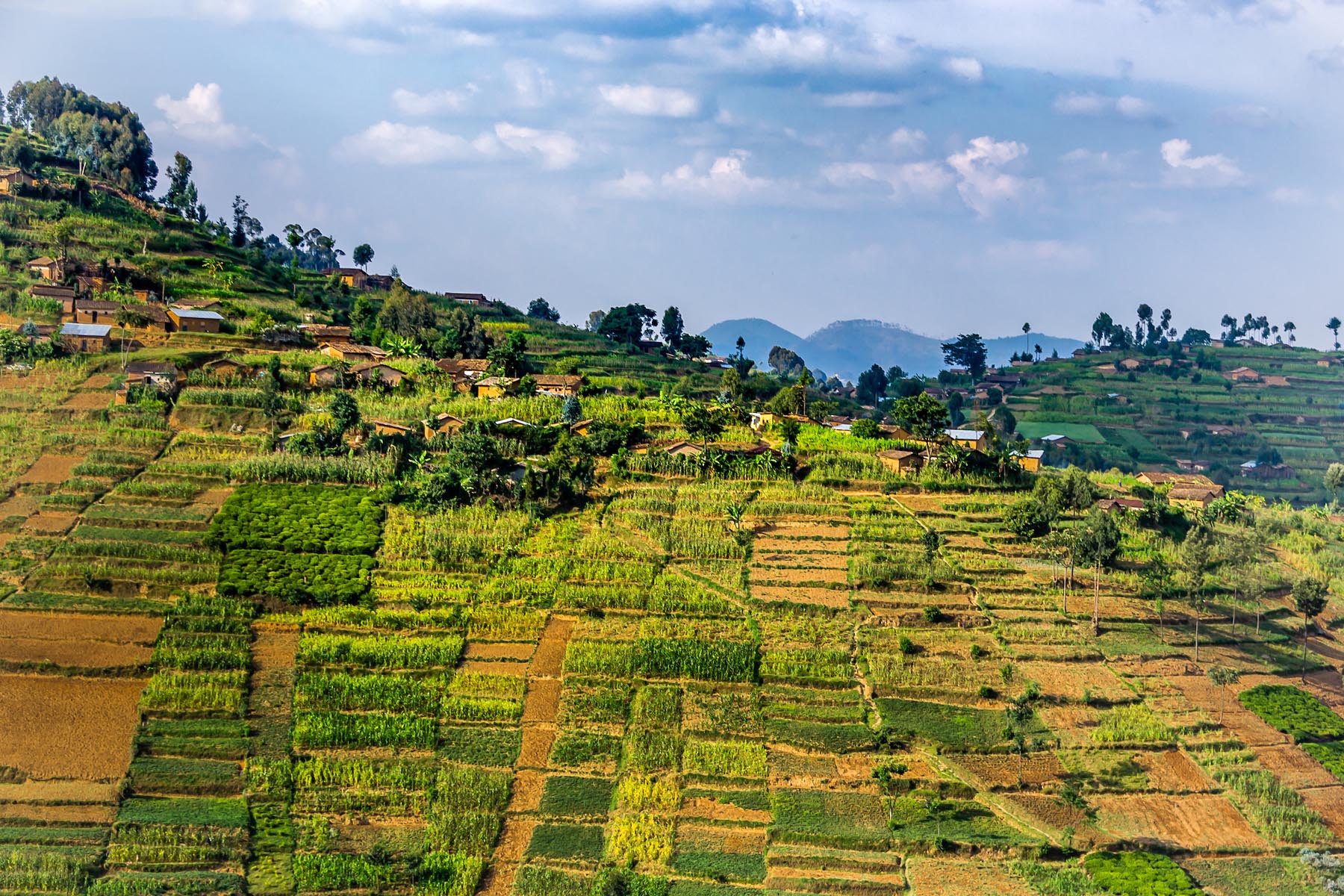 Beautiful rural landscape with agricultures terraces, Rwanda near Nyungwe National Park, Africa