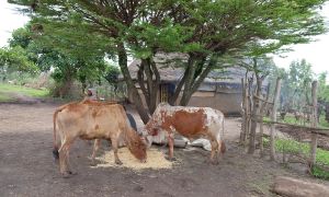 Improving evidence for better policy making in Ethiopia's livestock sector