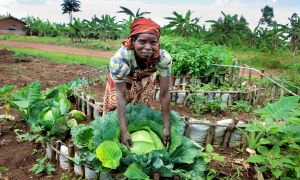 Cultivate Africa Dialog: Women in Agriculture