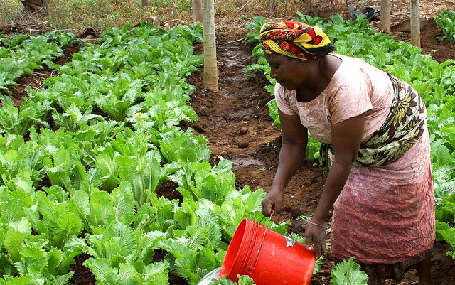 Considering gender in irrigation: Meeting the challenges women farmers face in technology adoption