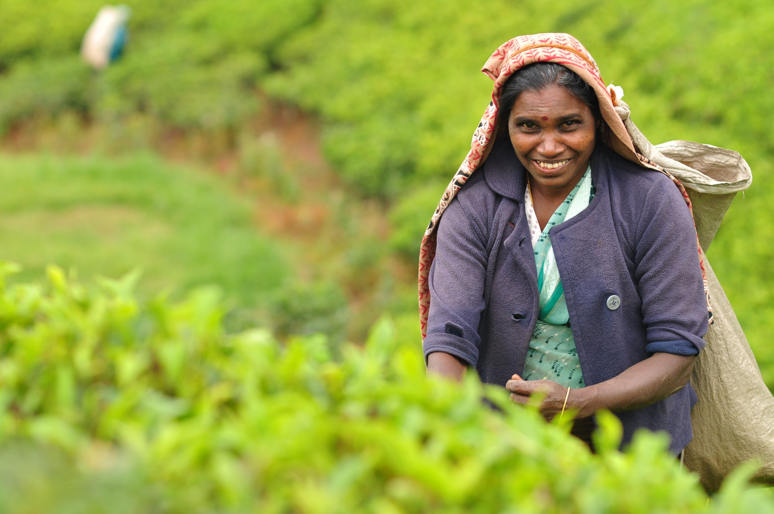 Sri Lanka woman tea harvest