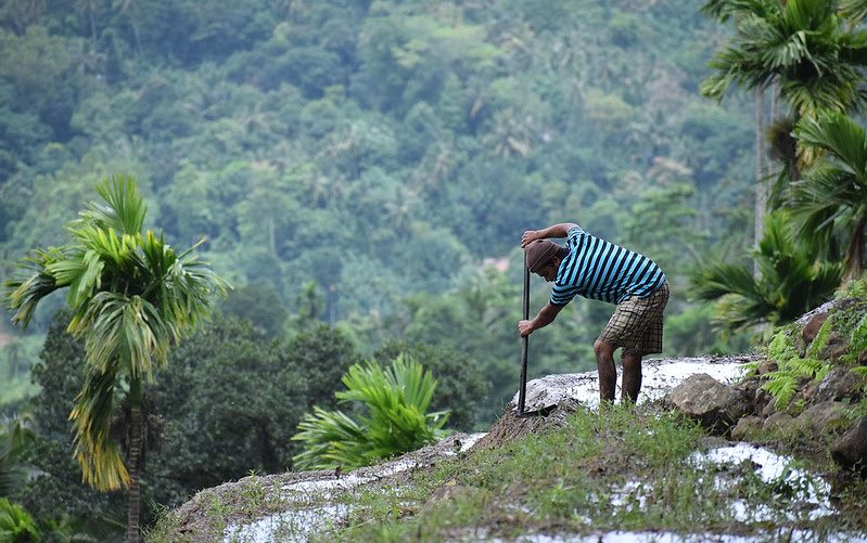 Farmer works a terrace in Sri Lanka