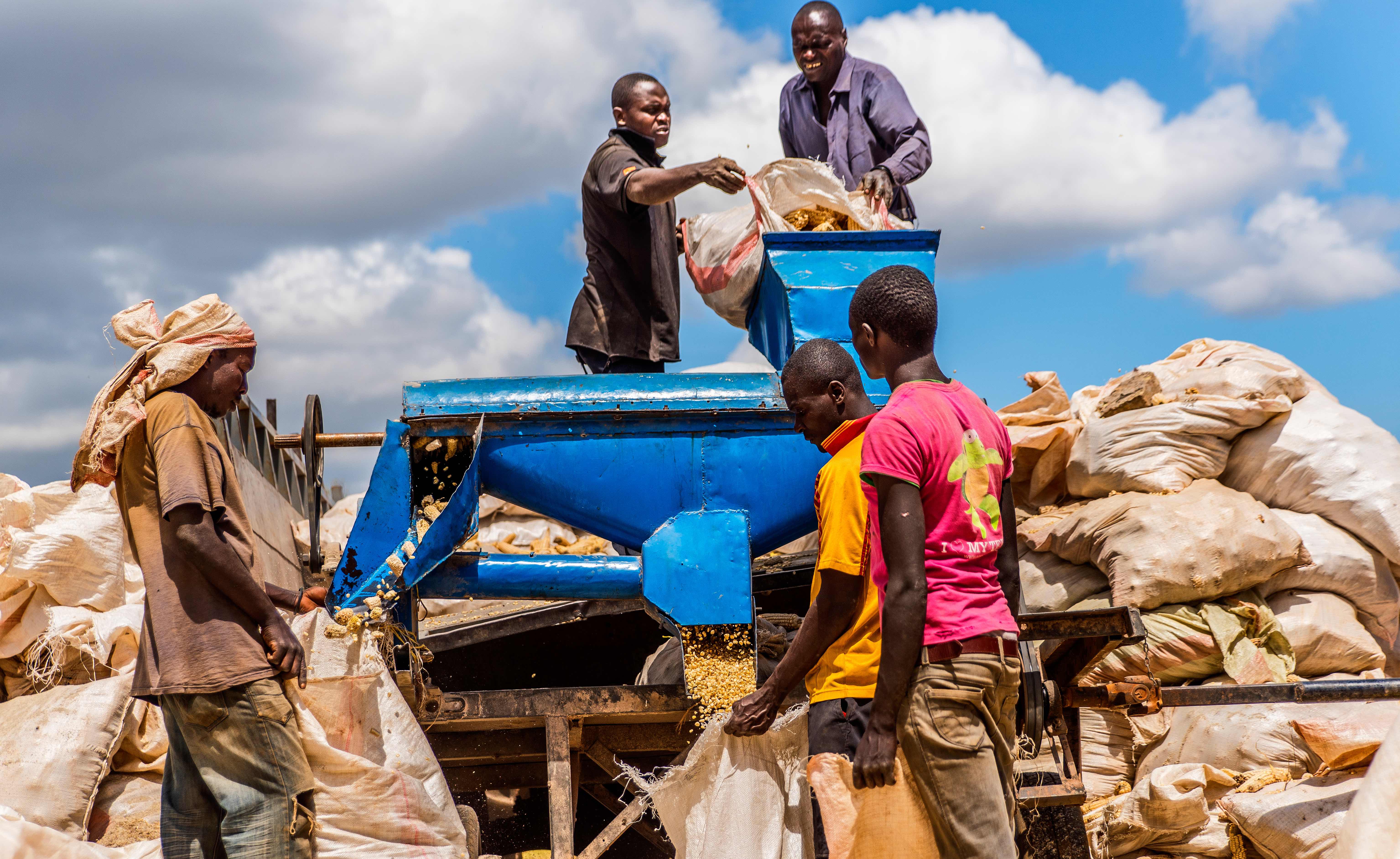 farm workers process maize husks in Kenya