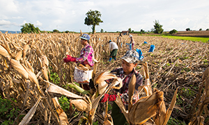What Can the G-20 Meeting Do  for the Recovery of Global Food Security?