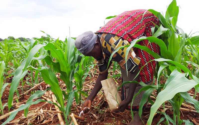 Woman bends over to scatter fertilizer in a a maize field.