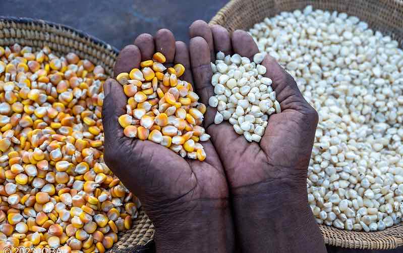 Southern Africa drought: Impacts on maize production