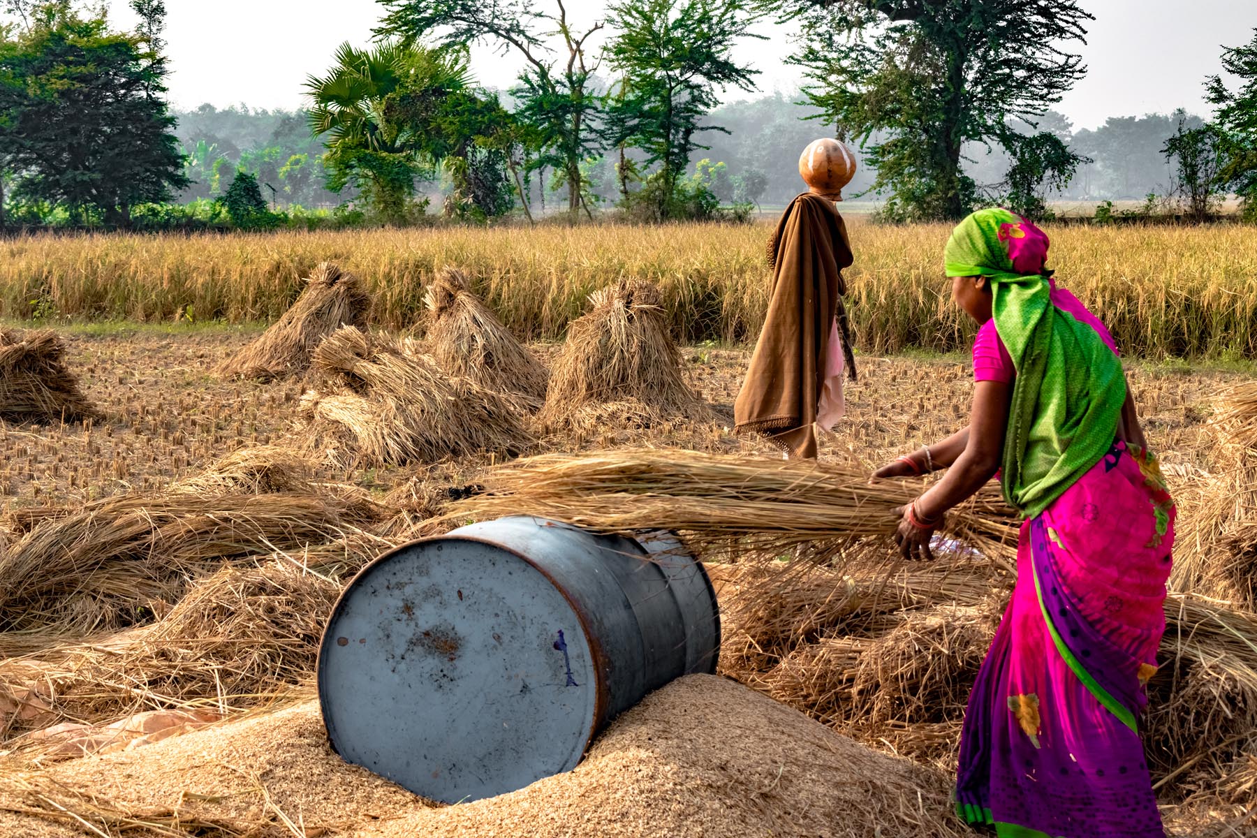 Hard-working Indian Woman Farmer wearing Saree